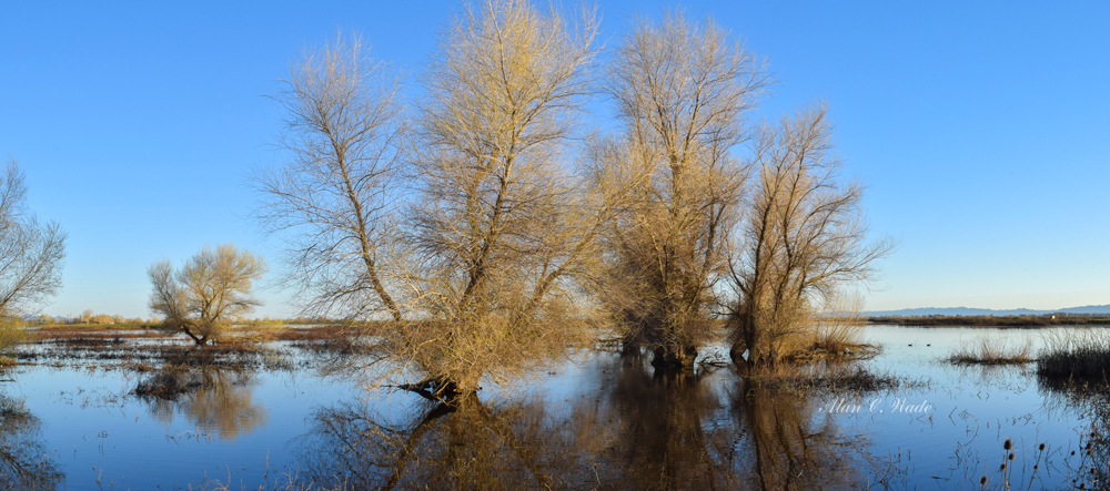 Wetland Story